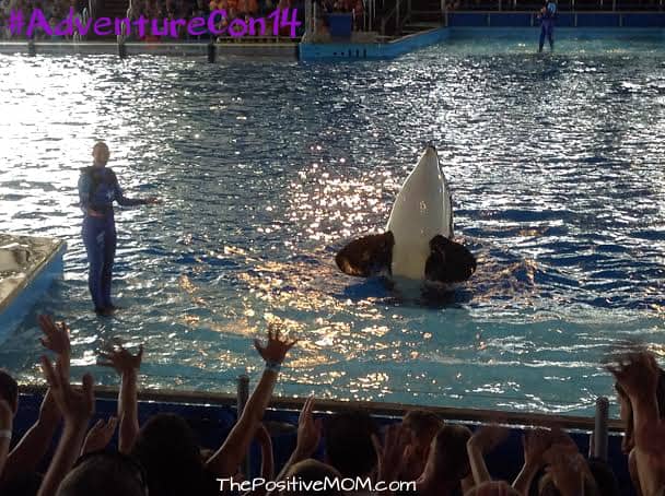 Shamu and her Trainer at the One Ocean show at SeaWorld San Antonio Texas theme park