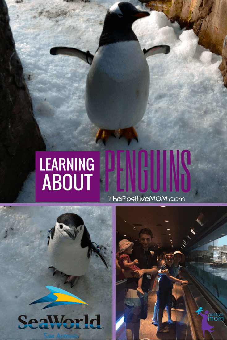 Learning about penguins at SeaWorld San Antonio Texas