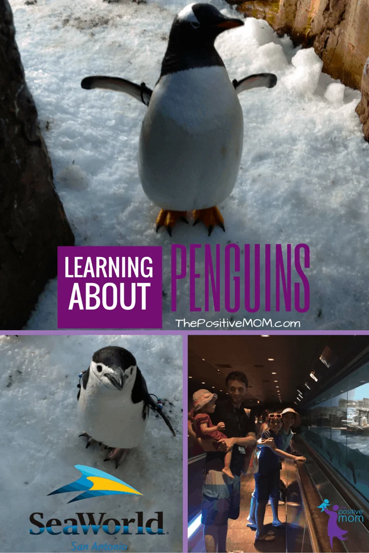 Learning about penguins at SeaWorld San Antonio Texas