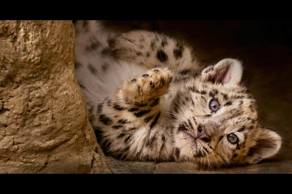 Disneynature Born In China - mountain snow leopard Dawa