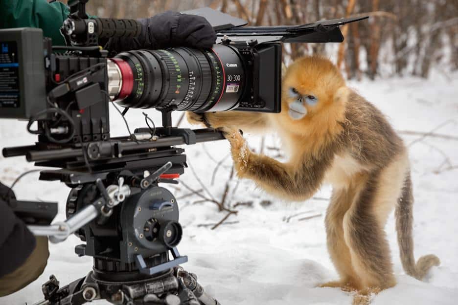 Disneynature Born In China - monkey