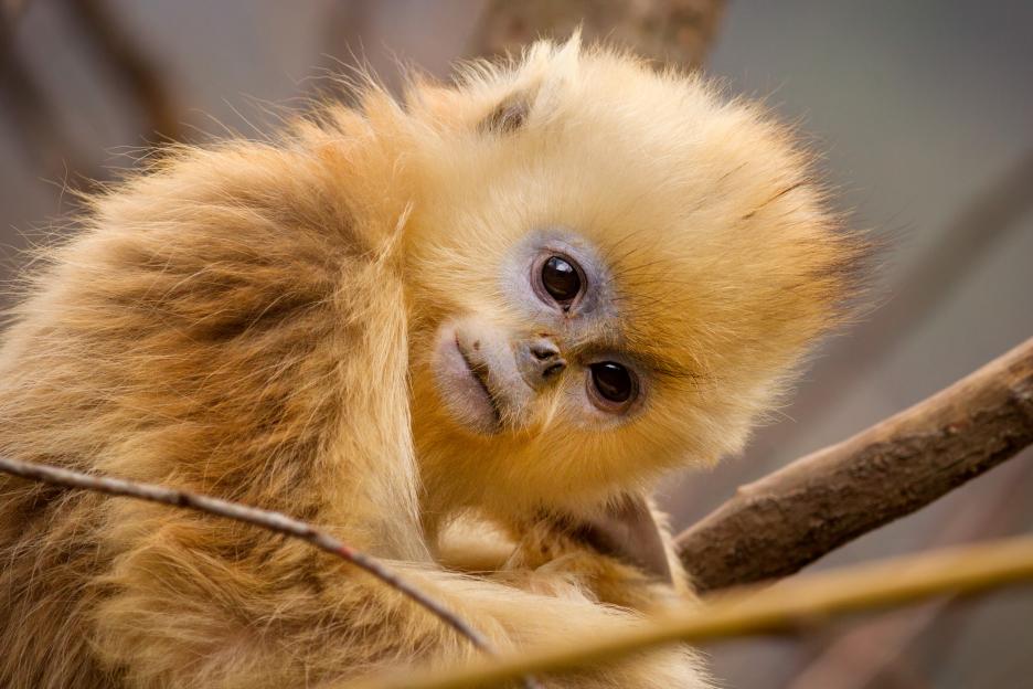 Disneynature Born In China - Tao Tao the monkey