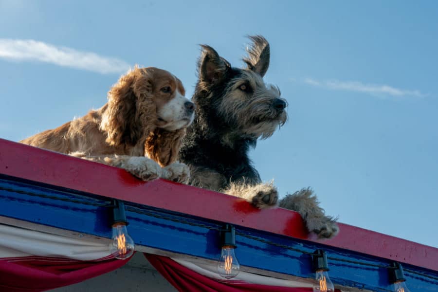 Lady (voiced by Tessa Thompson) and Tramp (voiced by Justin Theroux) in Disney’s live-action LADY AND THE TRAMP exclusively on Disney+