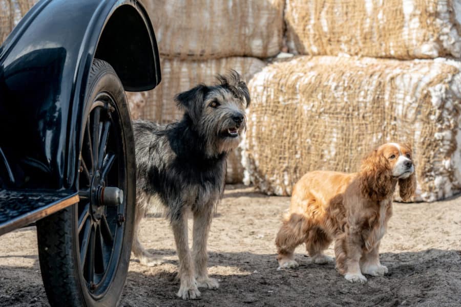 Tramp (voiced by Justin Theroux) and Lady (voiced by Tessa Thompson) in Disney’s live-action LADY AND THE TRAMP exclusively on Disney+